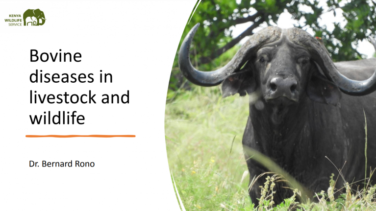 A buffalo in green grass. Text reads Bovine diseases in livestock and wildlife